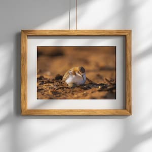 Fine Art Photography | Wildlife | Bird Portrait | Wall Art | Red Capped Plover