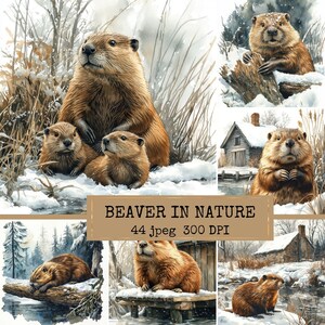 May include: Watercolour illustrations of beavers in a snowy landscape. The images depict beavers near a stream, on a log, and near a small cabin. The text "BEAVER IN NATURE" is displayed.
