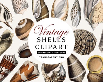 Vintage Seashell Clipart: Transparent PNG Illustrations (Set of 27)
