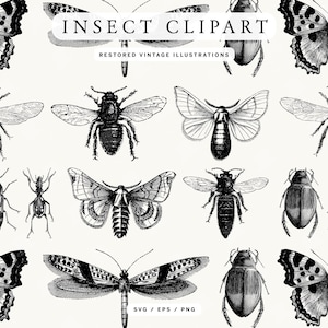 May include: A collection of vintage insect illustrations in black and white. The image features various insects, including butterflies, bees, and beetles, with the text "INSECT CLIPART" and "RESTORED VINTAGE ILLUSTRATIONS". The illustrations are in a detailed, artistic style.
