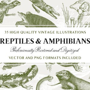 Könnte beinhalten: Vintage Illustrationen von Reptilien und Amphibien in Grün- und Weißtönen. Das Bild zeigt verschiedene Reptilien und Amphibien, wie Eidechsen, Schlangen und Frösche. Der Text auf dem Bild lautet "REPTILES & AMPHIBIANS" und "35 HIGH QUALITY VINTAGE ILLUSTRATIONS".