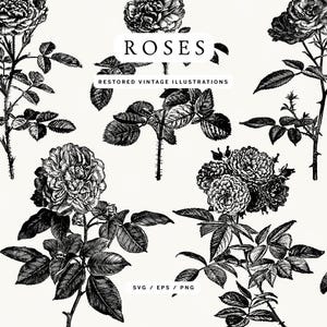 May include: Black and white vintage illustrations of roses and foliage on a cream background. The word "ROSES" is displayed at the top, with "RESTORED VINTAGE ILLUSTRATIONS" below. The image includes SVG, EPS, and PNG file formats.