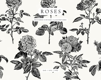 Illustrazioni di rose vintage in formato SVG - Include anche i formati EPS e PNG