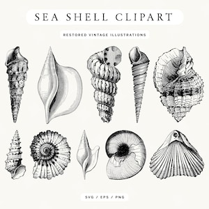 May include: A collection of nine black and white sea shell illustrations. The shells vary in shape and size, with detailed line work. Text at the top reads "SEA SHELL CLIPART" and "RESTORED VINTAGE ILLUSTRATIONS".