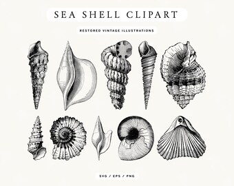 Vintage Sea Shell Line Art Illustrations: Nautical Clipart (PNG, SVG, EPS)