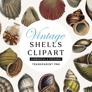 Puede incluir: Una colección de imágenes prediseñadas de conchas marinas vintage en varias formas y colores, incluyendo marrón, blanco y verde. La imagen presenta una variedad de conchas con ilustraciones detalladas. El texto en la imagen dice "Vintage Shells Clipart".
