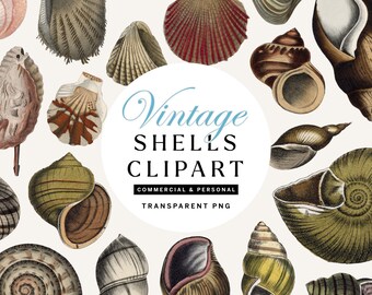 Vintage Shells PNG Clipart, Transparent Illustration PNGs, Set of 20, Volume 1 of 3