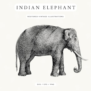 May include: A detailed black and white illustration of an Indian elephant. The image features the text "INDIAN ELEPHANT" at the top and "RESTORED VINTAGE ILLUSTRATIONS" below it. The elephant is depicted in profile, showcasing its trunk and tusks.
