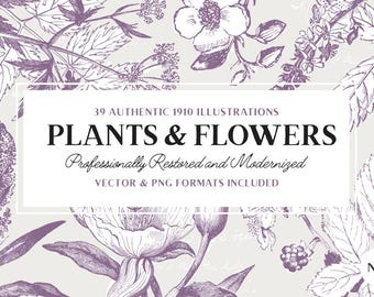 Plant Line Art Illustrations, Vector and PNG Botanical Designs, Floral Lineart Graphics Volume 3