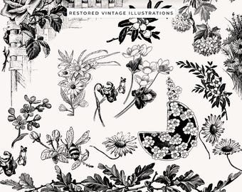 May include: A collection of black and white vintage botanical illustrations. The image showcases detailed drawings of flowers and plants, such as roses, daisies, and leaves. The text "VINTAGE BOTANICALS" and "RESTORED VINTAGE ILLUSTRATIONS" are at the top. The bottom of the image displays "PNG / SVG".