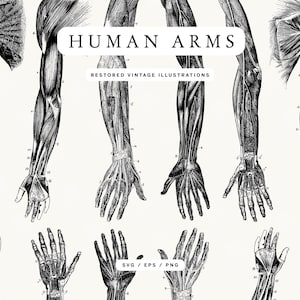 May include: Black and white vintage illustrations of human arms and hands, showcasing detailed anatomical drawings. The image includes the text "HUMAN ARMS" and "RESTORED VINTAGE ILLUSTRATIONS". The illustrations are in the style of old medical textbooks.