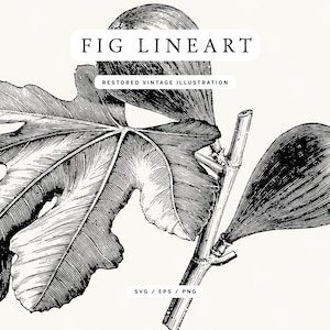May include: Black and white fig illustration with the text "FIG LINEART" and "RESTORED VINTAGE ILLUSTRATION". The image features a fig leaf, a fig, and a stem. The image is labeled "SVG / EPS / PNG".