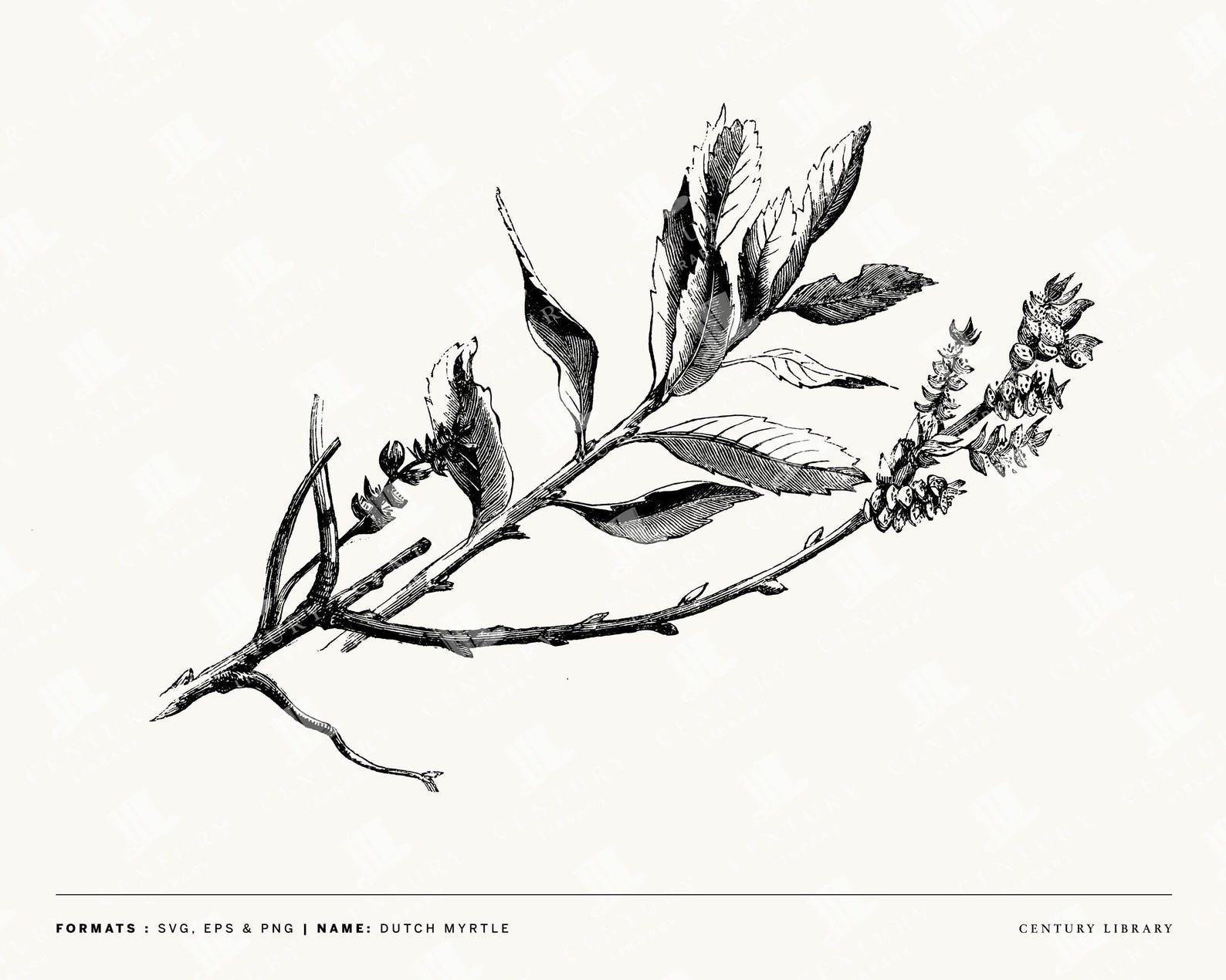Vintage Tree Branch Line Art Illustrations: Botanical SVG, PNG, EPS - Etsy