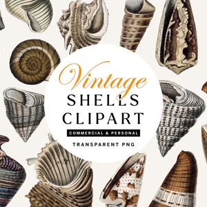 Puede incluir: Ilustraciones vintage de conchas marinas en diversas formas y colores, incluyendo marrón, beige y blanco. La imagen presenta una superposición de texto circular que dice "Vintage SHELLS CLIPART" con "COMMERCIAL & PERSONAL" y "TRANSPARENT PNG" debajo.