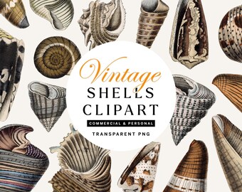 Vintage Shells Illustrations, Transparent PNG Clipart, Set of 20, Volume 2 of 3
