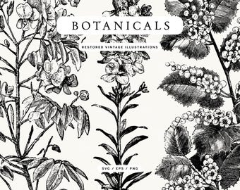 Vintage Botanical Plant and Flower Line Art Illustration Pack - SVG, EPS, and PNG Formats