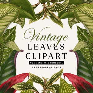 May include: A digital illustration featuring a variety of green and red leaves, with the text "Vintage Leaves Clipart." The leaves have intricate patterns and textures. The text also includes "Commercial & Personal" and "Transparent PNGs."