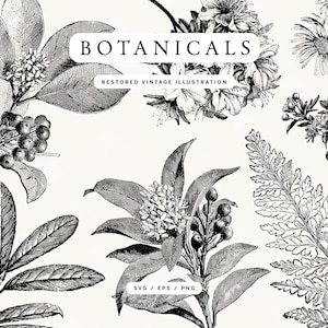 May include: Black and white botanical illustrations featuring various plant elements, including leaves, flowers, and berries. The word "BOTANICALS" is displayed above "RESTORED VINTAGE ILLUSTRATION". The image also includes the text "SVG / EPS / PNG".