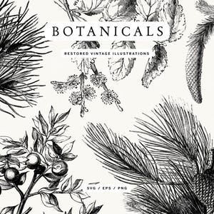 Puede incluir: Ilustraciones botánicas en blanco y negro que presentan varios elementos vegetales, como agujas de pino, hojas y conos. La palabra "BOTANICALS" se muestra en un cuadro rectangular, con "RESTORED VINTAGE ILLUSTRATIONS" debajo. La imagen también incluye "SVG / EPS / PNG".