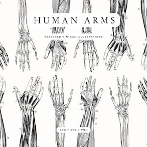 May include: Vintage anatomical illustrations of human arms and hands, showcasing detailed skeletal and muscular structures. The black and white drawings include labeled diagrams and the text "HUMAN ARMS" and "RESTORED VINTAGE ILLUSTRATIONS".