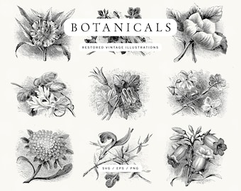 Vintage Botanical Line Art Illustrations: Floral Vector Graphics (SVG, EPS, PNG)