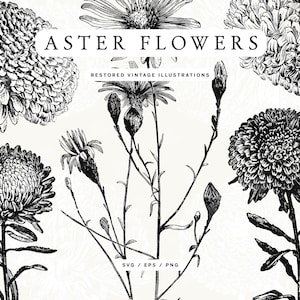 Puede incluir: Ilustraciones vintage en blanco y negro de flores de aster. La imagen presenta varios dibujos detallados de flores de aster, capullos y tallos. El texto "ASTER FLOWERS" y "RESTORED VINTAGE ILLUSTRATIONS" se muestran en la parte superior. También incluye el texto "SVG / EPS / PNG".