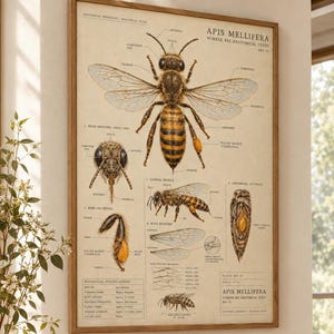 Op de afbeelding: Een ingelijste anatomische studiedruk van de Apis Mellifera werkbij op een beige achtergrond. De poster bevat gedetailleerde illustraties van het lichaam, de vleugels en de poten van de bij met wetenschappelijke labels en de tekst Apis Mellifera.
