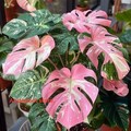 Monstera Deliciosa Variegata – Pink Tricolor Variegated Rooted Cutting Rare Live plant Gardening product logo