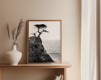 Black and White Coastal Photo: Lone Cyprus on Pebble Beach