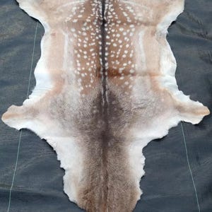 May include: A tanned deer hide with a natural spotted pattern. The hide features a central dark brown stripe, transitioning to lighter brown and white tones towards the edges. The hide is displayed on a dark, textured surface.