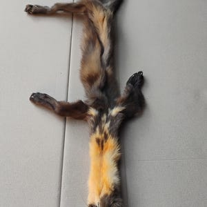 May include: A taxidermied animal pelt, featuring a long, slender body with a mix of brown, black, and yellow fur. The animal is laid out flat, showcasing its fur pattern and shape. The pelt is likely from a small mammal.