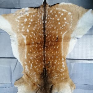 May include: A flat, tanned deer hide featuring a golden-brown coat with a distinct pattern of white spots. A dark brown stripe runs vertically down the centre of the back, extending to a small tail. The edges of the hide are white and irregular.