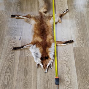 Puede incluir: Una piel de zorro, extendida sobre un suelo de madera, con una cinta métrica amarilla al lado. La piel muestra una mezcla de pelaje marrón rojizo, blanco y negro. También se ve un bolígrafo. La cabeza y la cola del zorro están intactas.