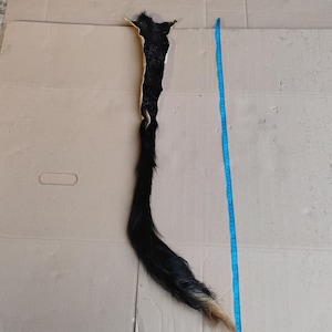 Puede incluir: Una cola de animal negra y marrón, de aproximadamente 76 cm de largo, está sobre una superficie de cartón. La cola es mayormente negra con una punta marrón, y una cinta métrica azul está colocada al lado.