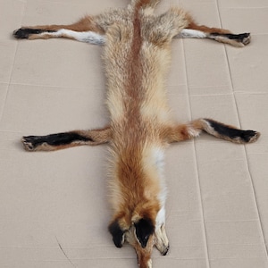 Wild highland red fox pelt skin hide taxidermy soft fluffy sourced from high mountains hunting season