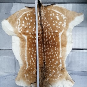May include: A fallow deer hide featuring a tan coat with white spots, a dark brown dorsal stripe, and white underbelly fur. A measuring tape is placed vertically along the center, showing a length of approximately 35.5 inches from top to bottom.