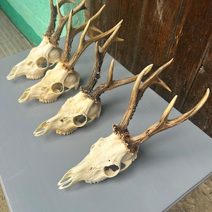 May include: Four deer skulls with antlers arranged in a diagonal line. Each skull is off-white with a smooth bone texture, while the antlers are brown with a rough, textured surface. The skulls are positioned facing the same direction.