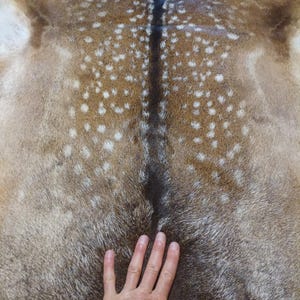 Op de afbeelding: Een natuurlijke hertenhuid met een bruine en beige vacht met een opvallend patroon van witte vlekken. Een donkerbruine streep loopt verticaal door het midden van de huid, die is voorzien van een textuur van kort, dicht op elkaar staand haar.