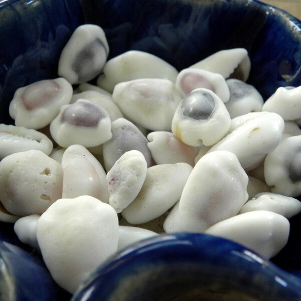 Cowrie shells for crafts, collectors, vases, jewelry - Guam Cowries in mixed colors, sizes, 50 shells