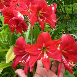 Red and White Amaryllis Bulb: Hippeastrum Striatum &#39;Cocktail&#39; - Indoor Flower