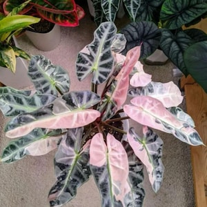 Alocasia nobilis pink variegated - Etsy 日本