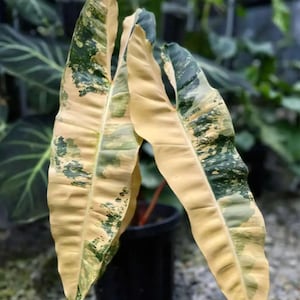 Philodendron billietiae variegated - Etsy 日本