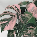 Pink Monstera Variegated Cutting – Rare Tropical Plant, Propagation, Houseplant Gift, Rooted Monstera Albo product logo
