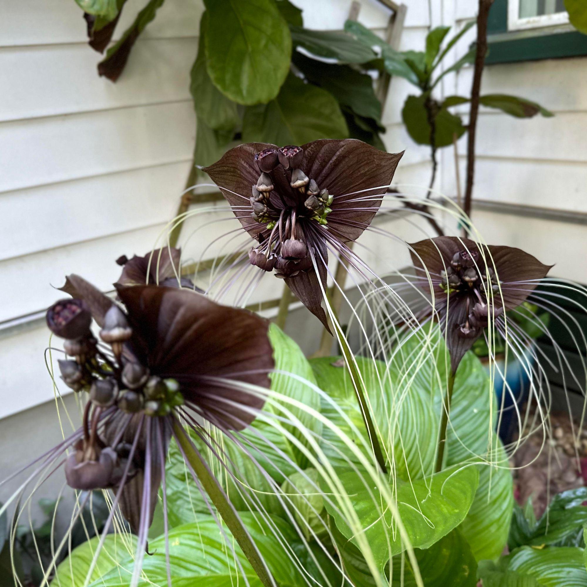 Tacca chantrieri - Etsy 日本