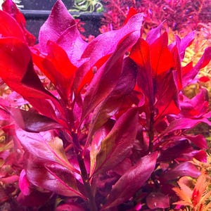 May include: Close-up of vibrant red aquatic plants with long, pointed leaves. The plants are densely packed, creating a lush, textured appearance. The lighting highlights the rich color and details of the leaves, showcasing the plant's natural beauty.