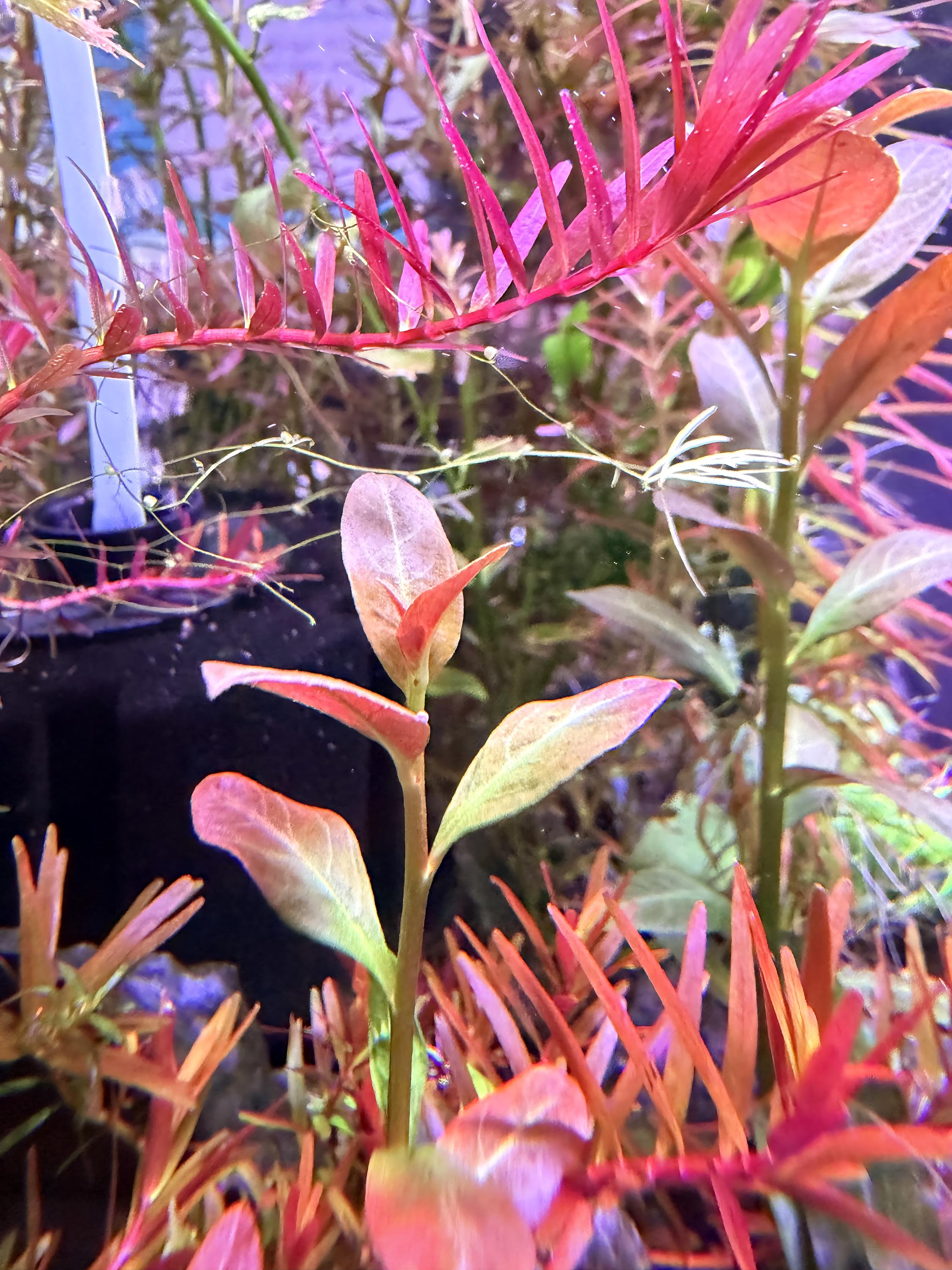 Rare Bucephalandra - Etsy
