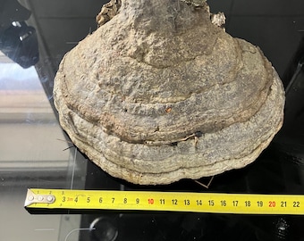 Amadou/Champignon amadou