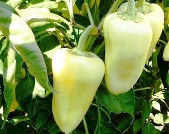 Witte Kapia-peperzaden | Mediterrane Balkanmoestuin (25 zaden)