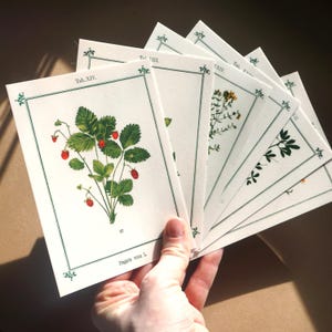 Set di cartoline botaniche, vecchie immagini di piante curative, DIN A6