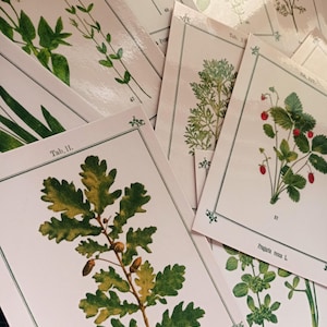 Może przedstawiać: Kolekcja botanicznych grafik przedstawiających różne rośliny i kwiaty. Ilustracje prezentują szczegółowe rysunki liści, jagód i łodyg, w stylu vintage. Każda grafika ma różową obwódkę i etykiety botaniczne.